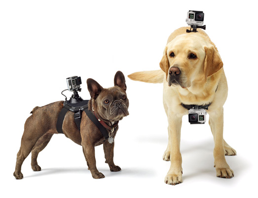 GoPro Fetch (Dog Harness) - 2